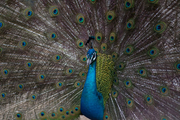 Obraz premium Peacock