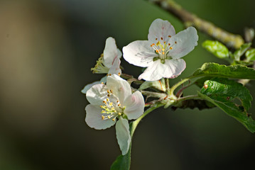 Beautiful flowers on a field in summer