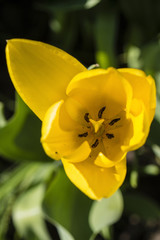View of yellow tulip on blizzard and pistils.