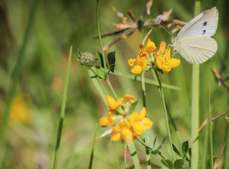 Butterfly gathering pollen on yellow flower