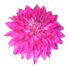 Pink Dahlia