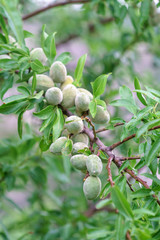 almond tree
