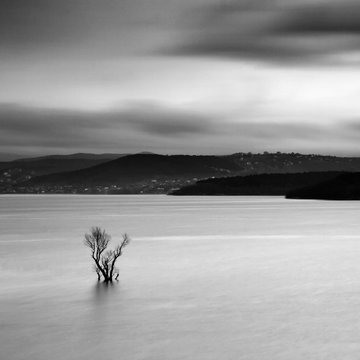 Conceptual landscape with long exposure. Black white minimalism, lonely tree in calm water. Place for advertising or text. Dramatic mood