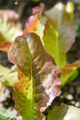 Fototapeta premium salad leaves