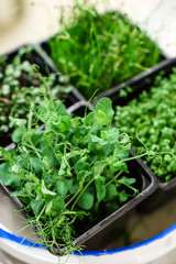 microgreens in the pots