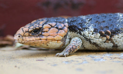 Fototapeta premium Side-on blue tongue lizard 