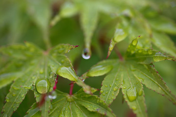 Water droplets and　leaf