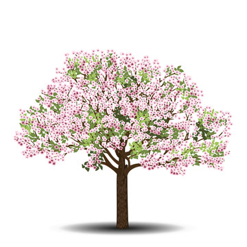 apple tree with pink flowers