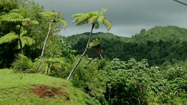 Wind blowing trees in rainforest, Grenada