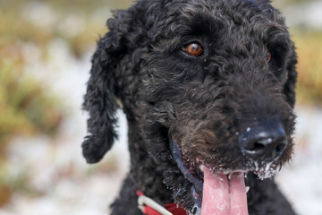 Close up black labradoodle dog face
