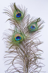 peacock feathers