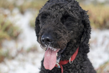 Close up black labradoodle dog face with eyes closed