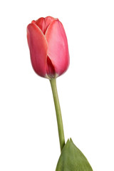 Single pink tulip isolated on a white background