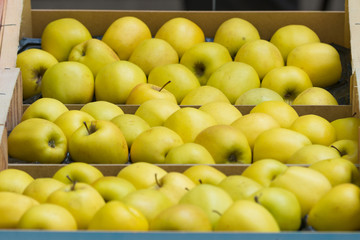 Yellow Green Apples at a Market