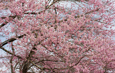 Group of Japan Cherry blossom fullbloom in spring season in japan.