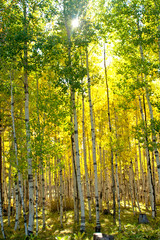 Forrest with Sun peaking through