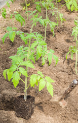 Tomato plant planting in the greenhouse. Preparations for the garden season in spring.