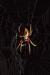 Scary Golden Orb-Weaver spider in the middle of spider web on black background