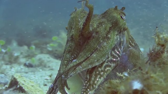 Costa Brava, diving the Mediterranean sea, Cuttlefish, Spain