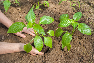 Man's hand holding and planting paprika plant in the greenhouse. Preparations for the garden season in spring.