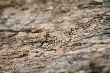 Bee walking along a log