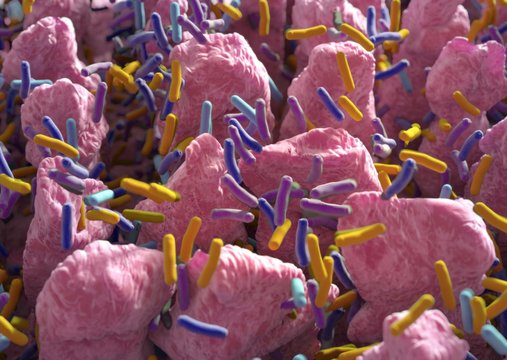 Intestinal Villi. Small Finger-like Projections That Extend Into The Lumen Of The Small Intestine. Gut Bacteria, Flora, Microbiome. 3d Illustration.