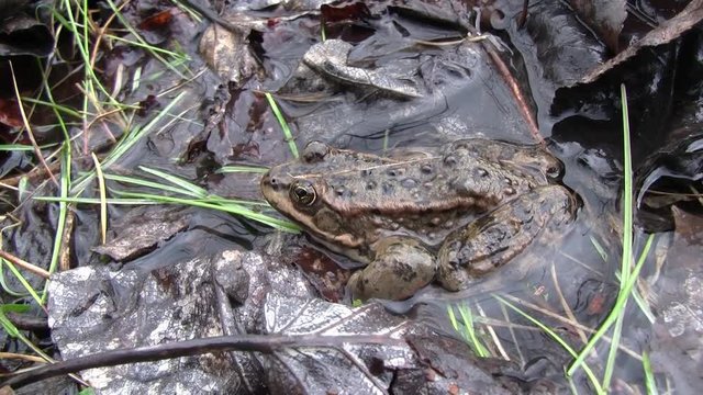 Northern Leopard Frog