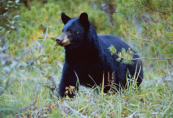 West-Kanada: Ein Schwarzbär streift durch die Wildnis in Alberta