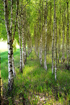 Fototapeta młody las brzozowy
