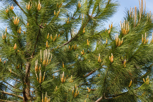 Ramas de Pino Piñonero con yemas e inflorescencias masculinas. Pinus pinea.