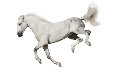 Obraz na płótnie Canvas White horse jump fun isolated on white background
