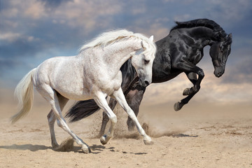Black and white horses run in desert dust - obrazy, fototapety, plakaty