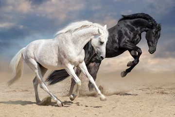 Poster Black and white horses run in desert dust © callipso88