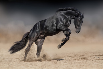 Fototapeta na wymiar Black horse stallion play and jump in desert dust against dramatic dark background