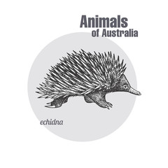 Animals of Australia. Echidna.