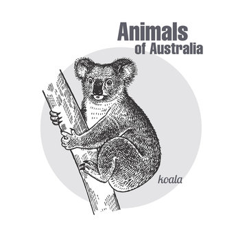 Animals Of Australia. Koala Bear.