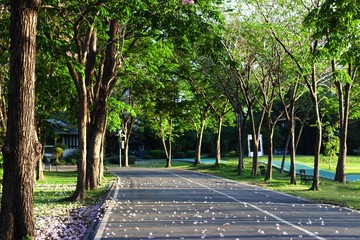 walking way in the park