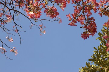 pink trumpet on blue sky