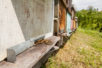 Hives in the apiary