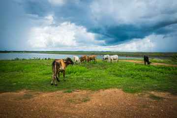 Fototapeta na wymiar Cow is eating grass in the field.