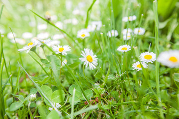 Daisy on the meadow