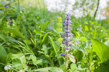 Spring flowers nature