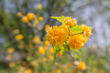 Spring flowers nature