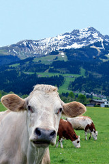Fototapeta na wymiar Cow on field looking at camera. Beautiful Austrian Alps on background. Vertical image.