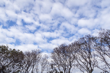 dry trees and blue sky with copy space.