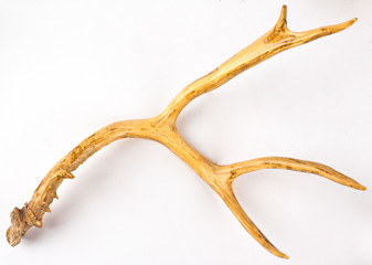 Antler