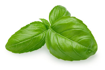 Basil