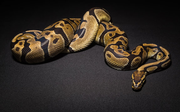 Photo of brown pet snake