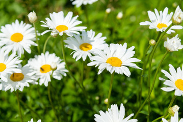 chamomile flowers on a sunny summer day. Blooming daisies