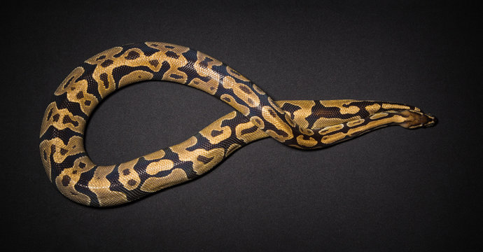 Photo of ball python's loop